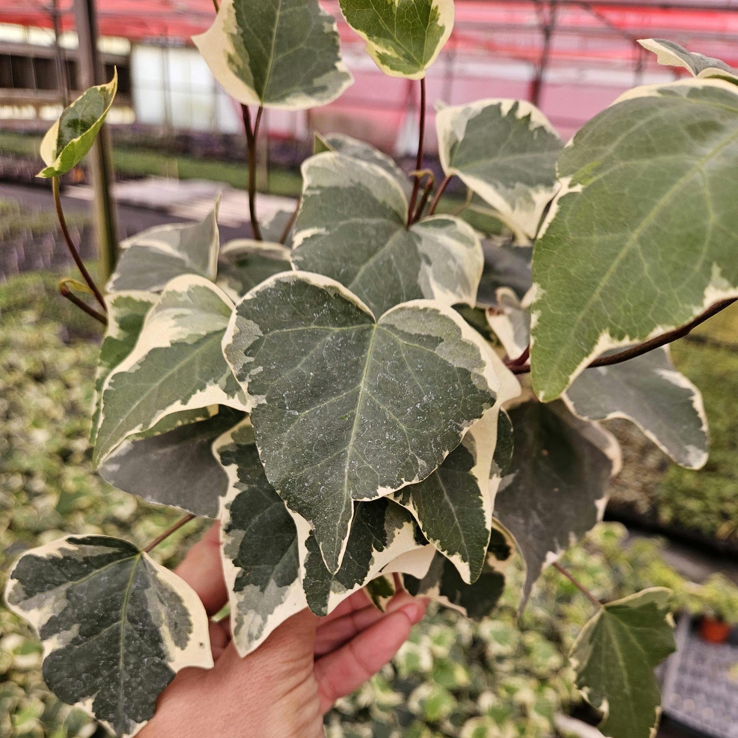 F5 Ivy Algerian Marengo Variegated - View 30 from www redcrocus com