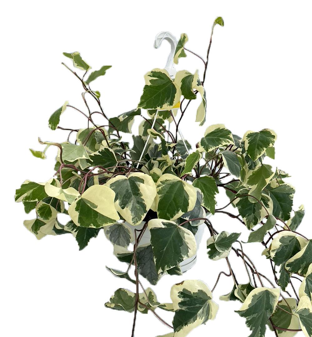 F5 Ivy Algerian Marengo Variegated - View 32 from www redcrocus com