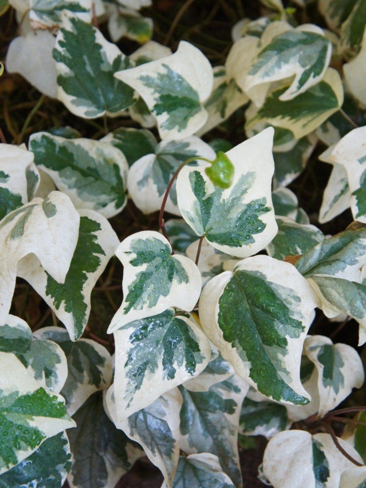 F5 Ivy Algerian Marengo Variegated - View 5 from www redcrocus com