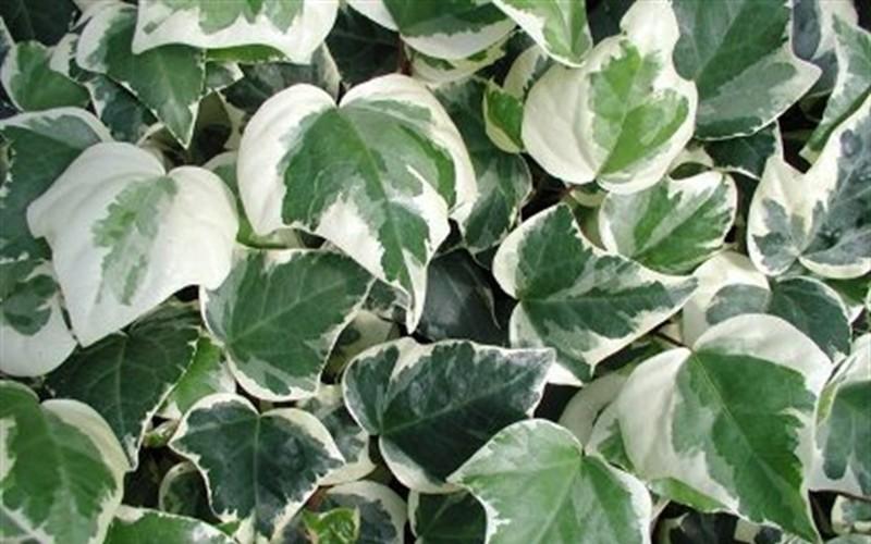 F5 Ivy Algerian Marengo Variegated - View 8 from www redcrocus com