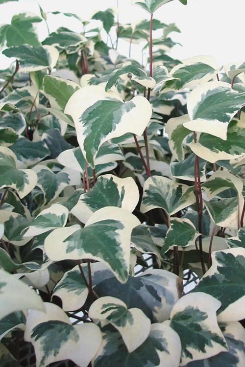F5 Ivy Algerian Marengo Variegated - View 9 from www redcrocus com