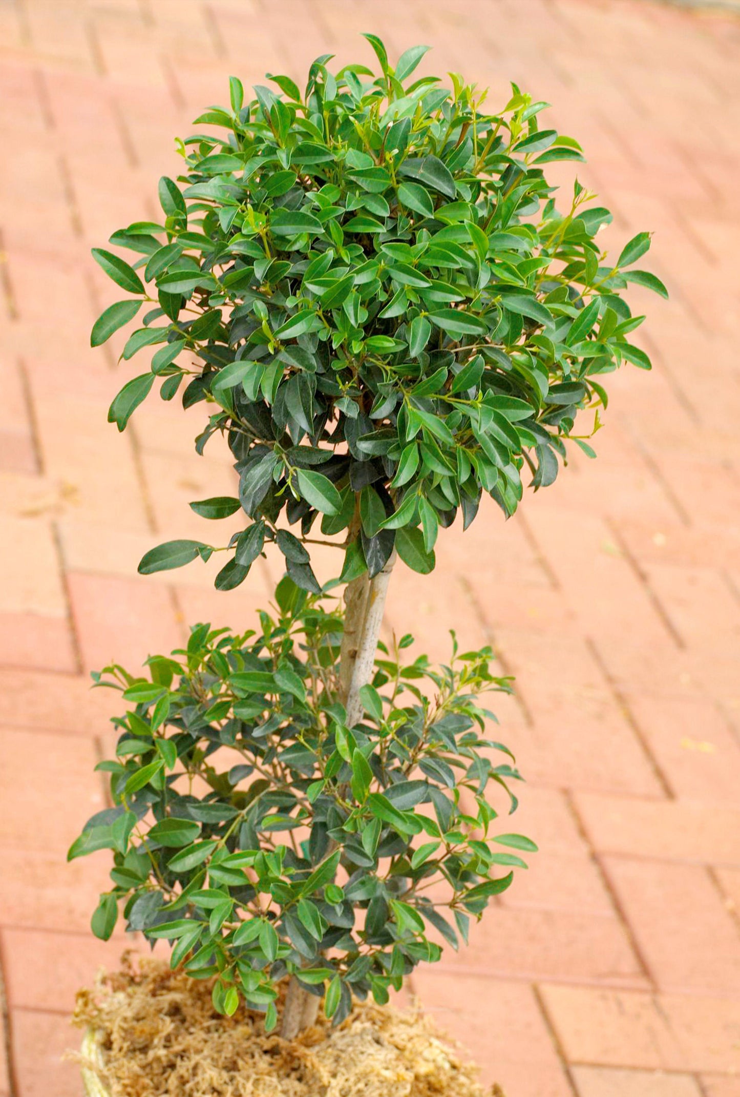 E Picea Hexenbesen Topiary Standard Topiary Sold Out - View 11 from www redcrocus com