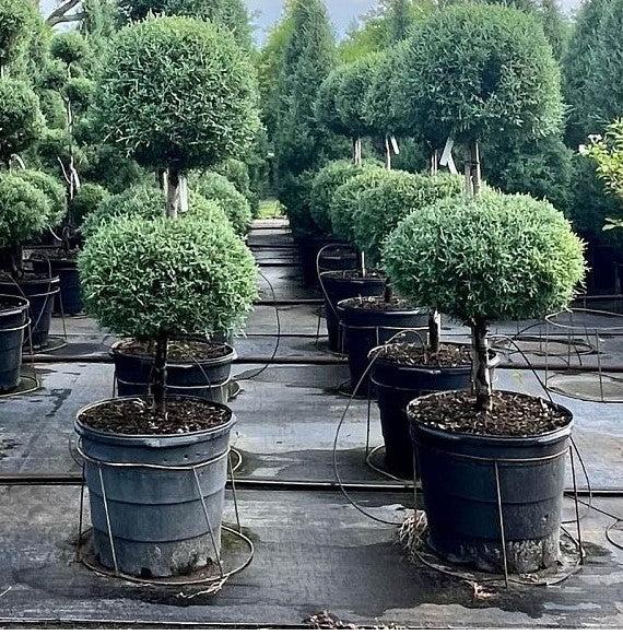 E Picea Hexenbesen Topiary Standard Topiary Sold Out - View 13 from www redcrocus com