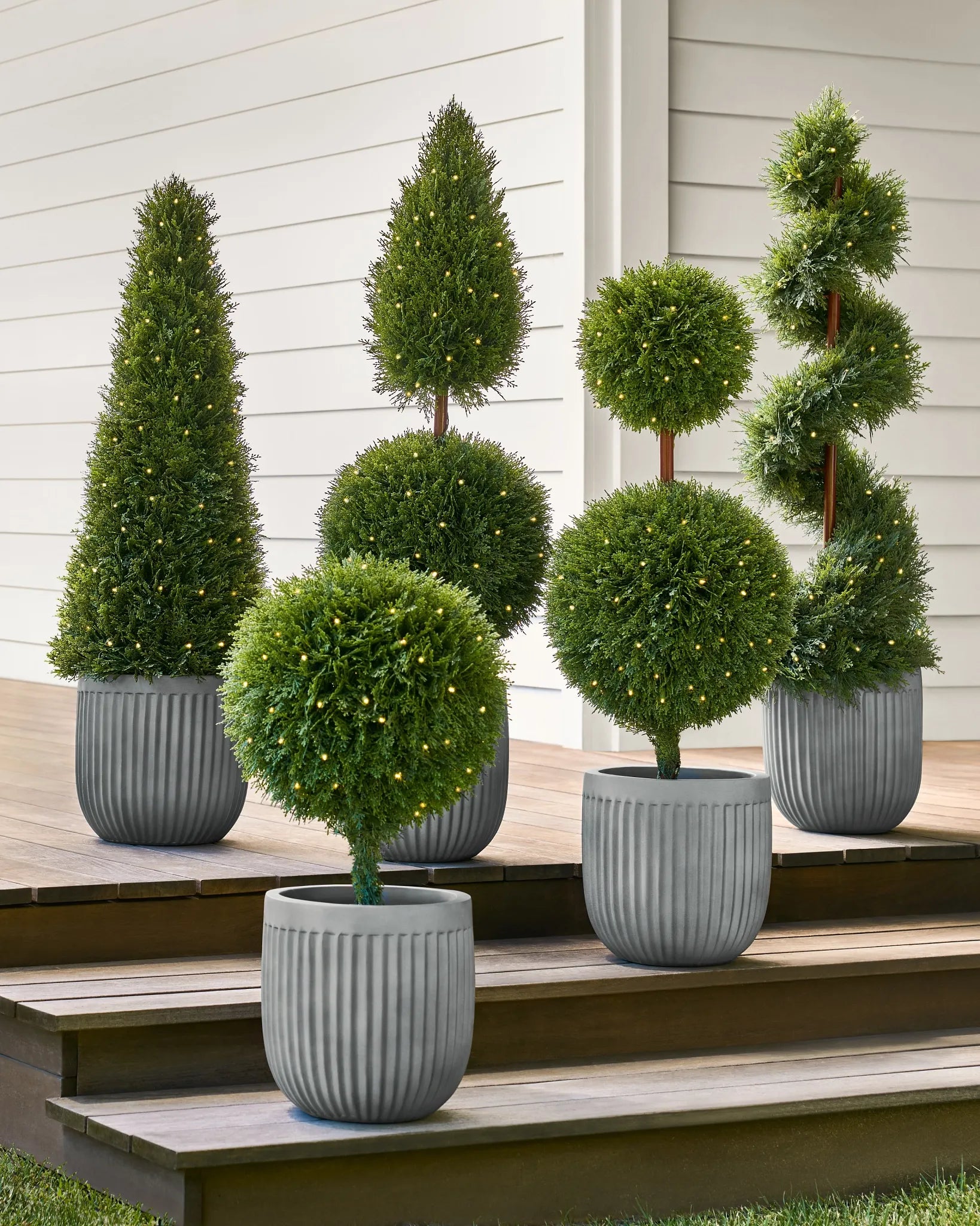 E Picea Hexenbesen Topiary Standard Topiary Sold Out - View 15 from www redcrocus com
