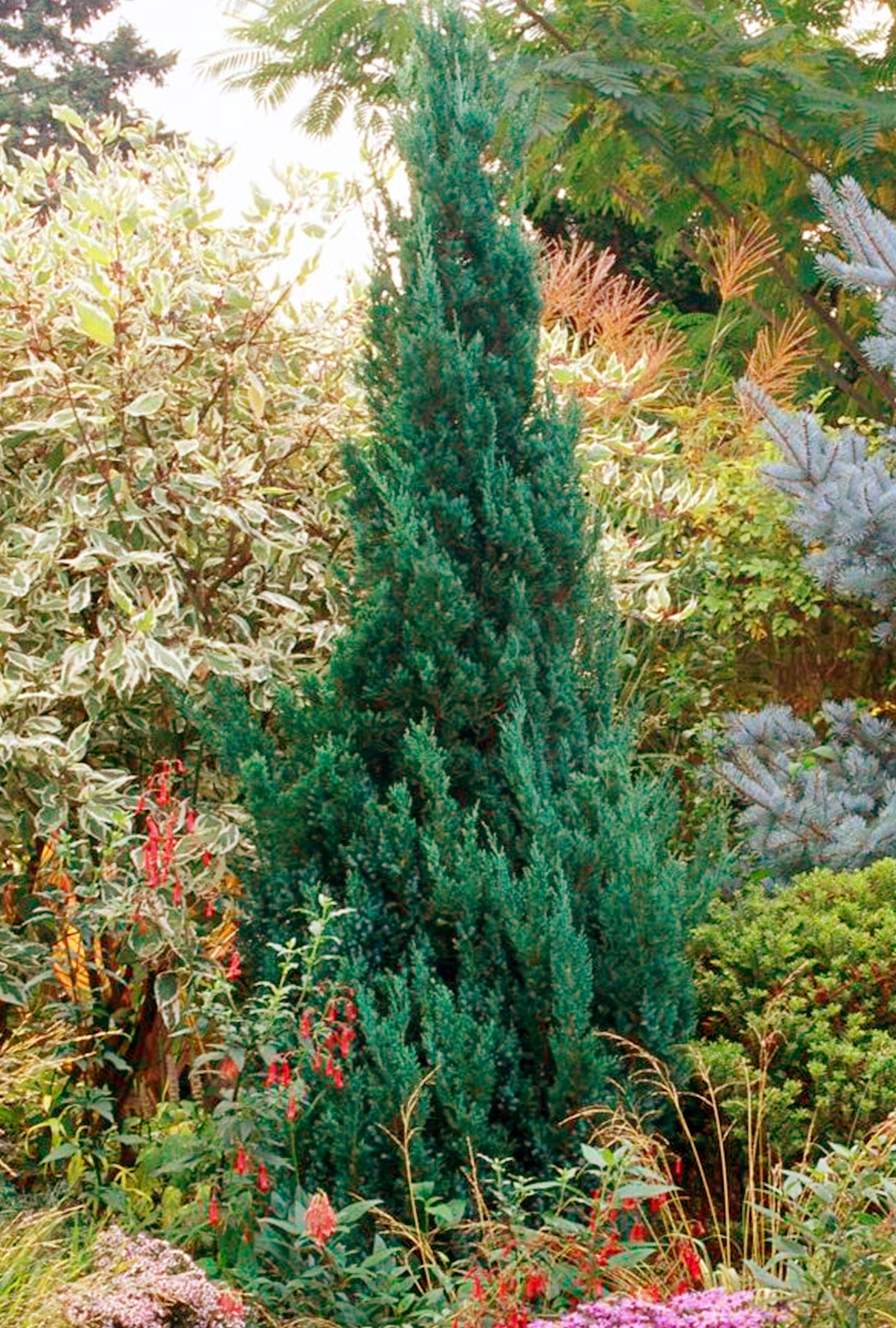 E Picea Hexenbesen Topiary Standard Topiary Sold Out - View 16 from www redcrocus com