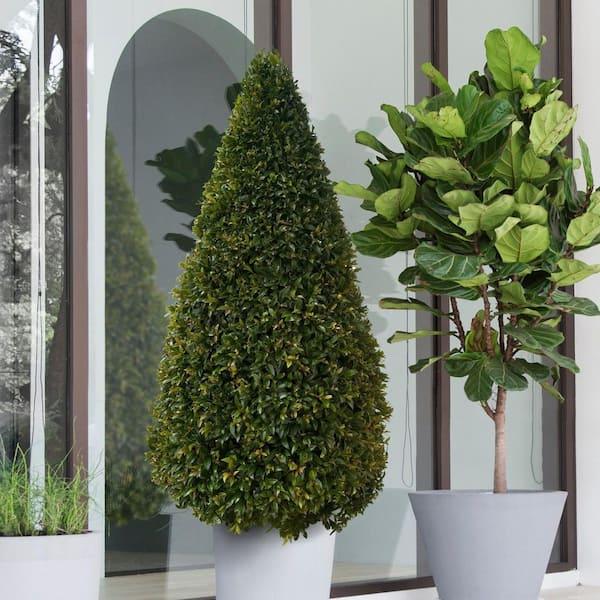 E Picea Hexenbesen Topiary Standard Topiary Sold Out - View 17 from www redcrocus com
