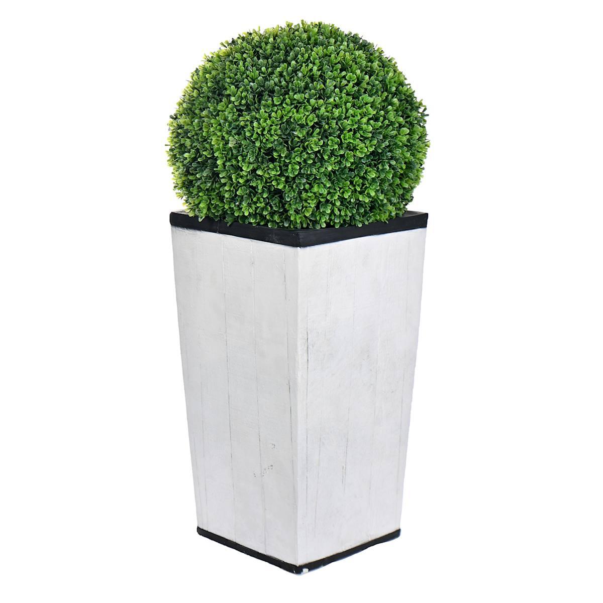 E Picea Hexenbesen Topiary Standard Topiary Sold Out - View 18 from www redcrocus com