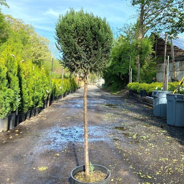 E Picea Hexenbesen Topiary Standard Topiary Sold Out - View 19 from www redcrocus com