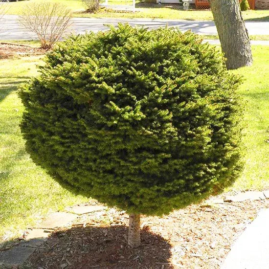 E Picea Hexenbesen Topiary Standard Topiary Sold Out - View 1 from www redcrocus com