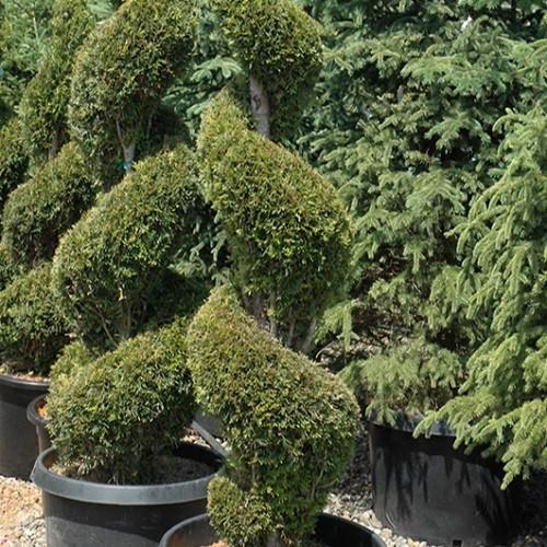 E Picea Hexenbesen Topiary Standard Topiary Sold Out - View 22 from www redcrocus com