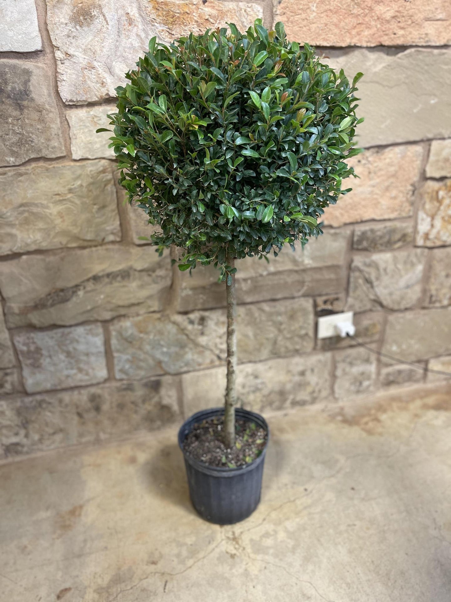 E Picea Hexenbesen Topiary Standard Topiary Sold Out - View 24 from www redcrocus com