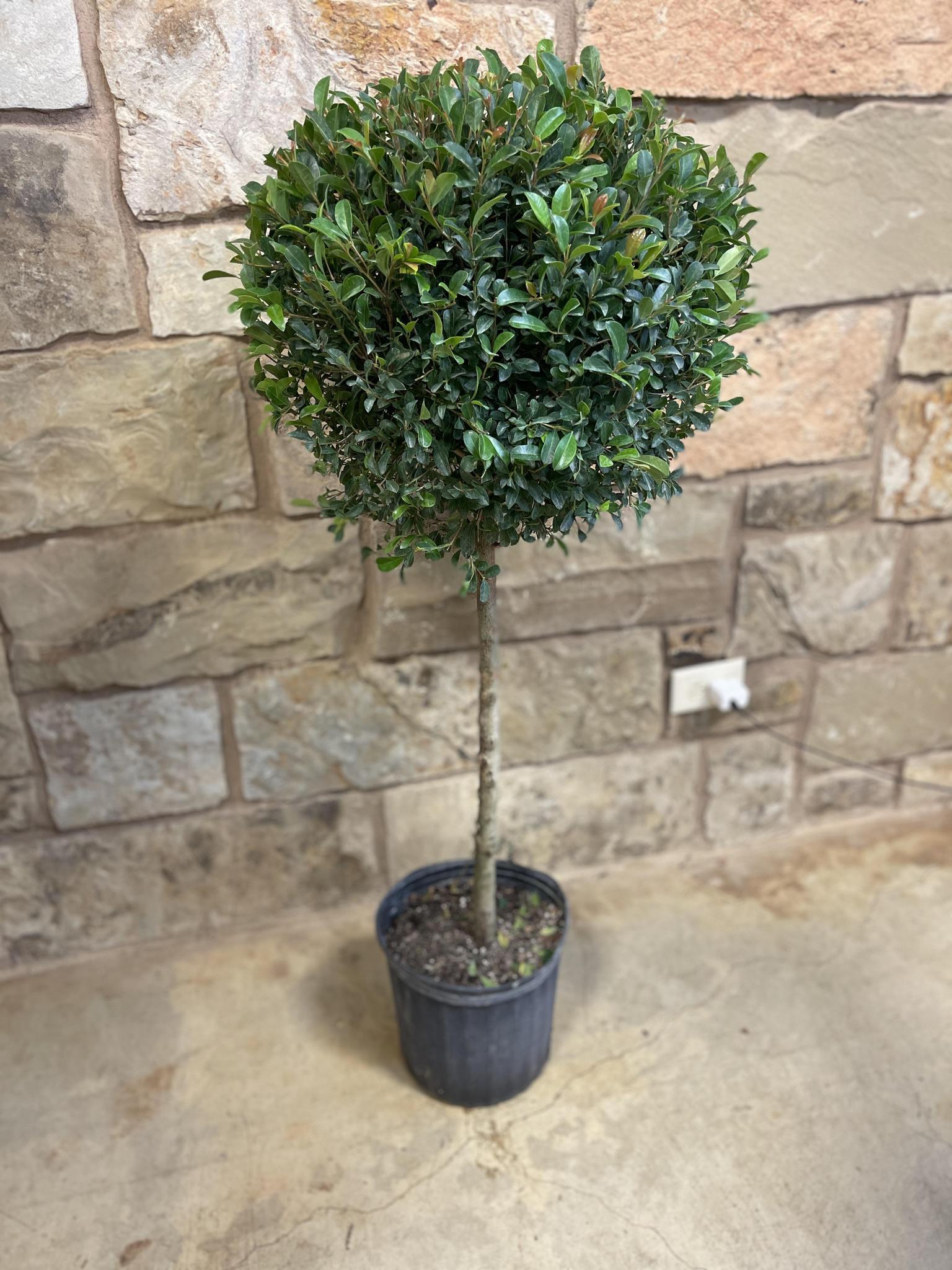 E Picea Hexenbesen Topiary Standard Topiary Sold Out - View 24 from www redcrocus com