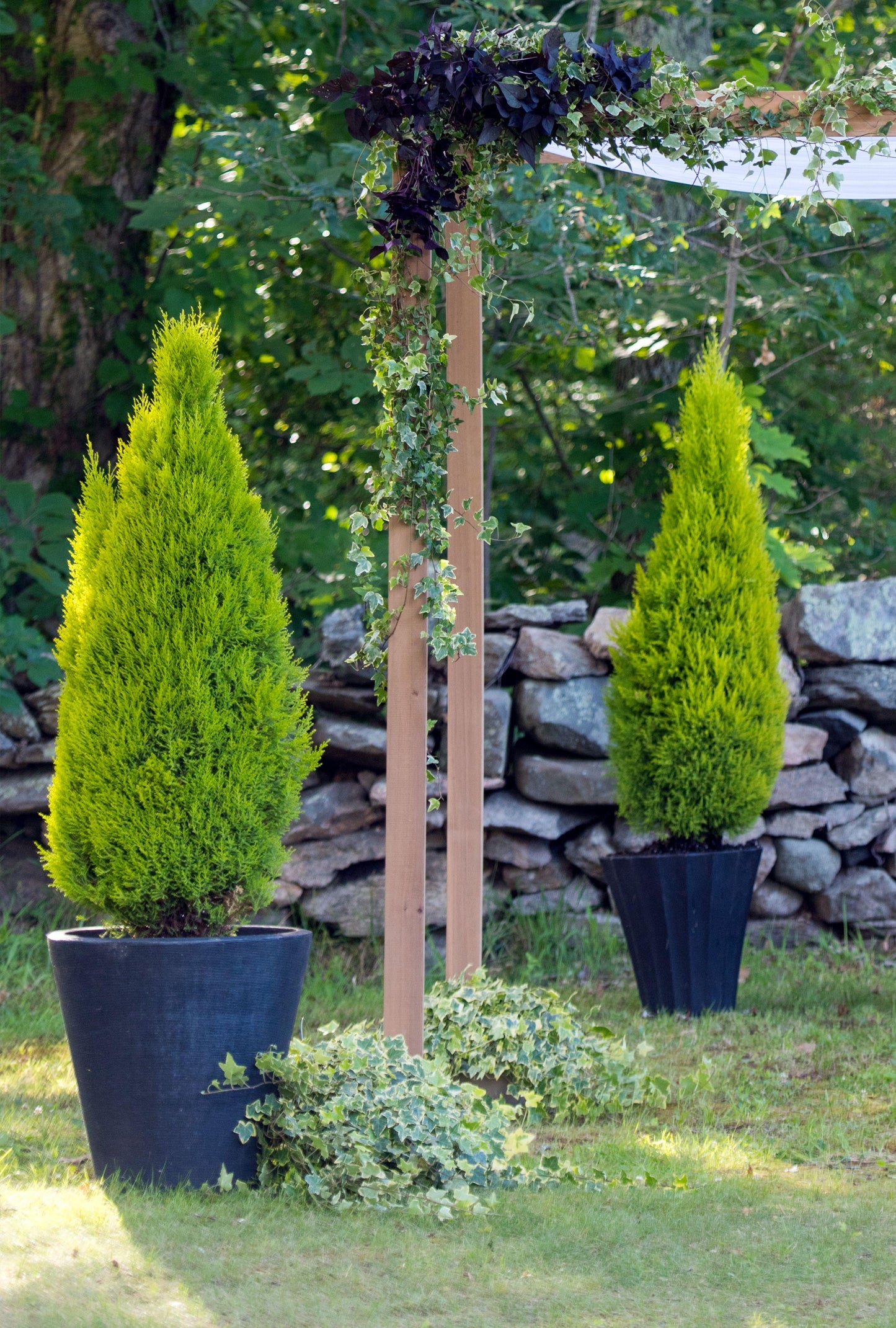 E Picea Hexenbesen Topiary Standard Topiary Sold Out - View 27 from www redcrocus com