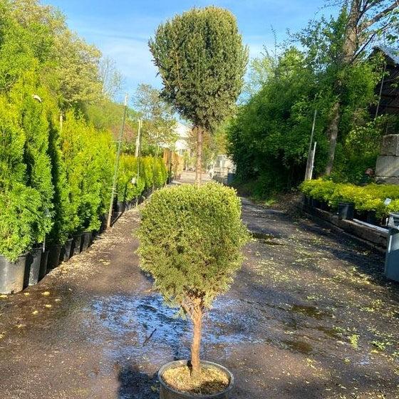 E Picea Hexenbesen Topiary Standard Topiary Sold Out - View 28 from www redcrocus com