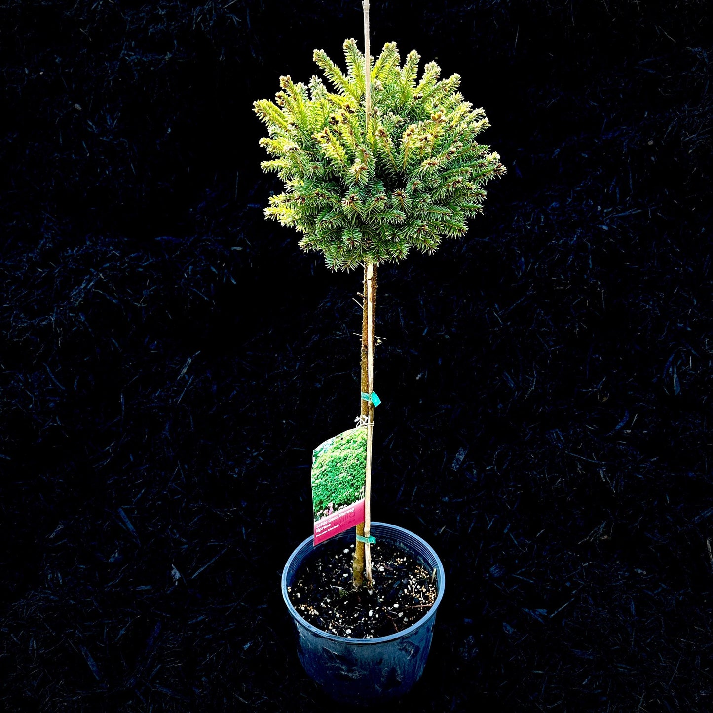 E Picea Hexenbesen Topiary Standard Topiary Sold Out - View 2 from www redcrocus com