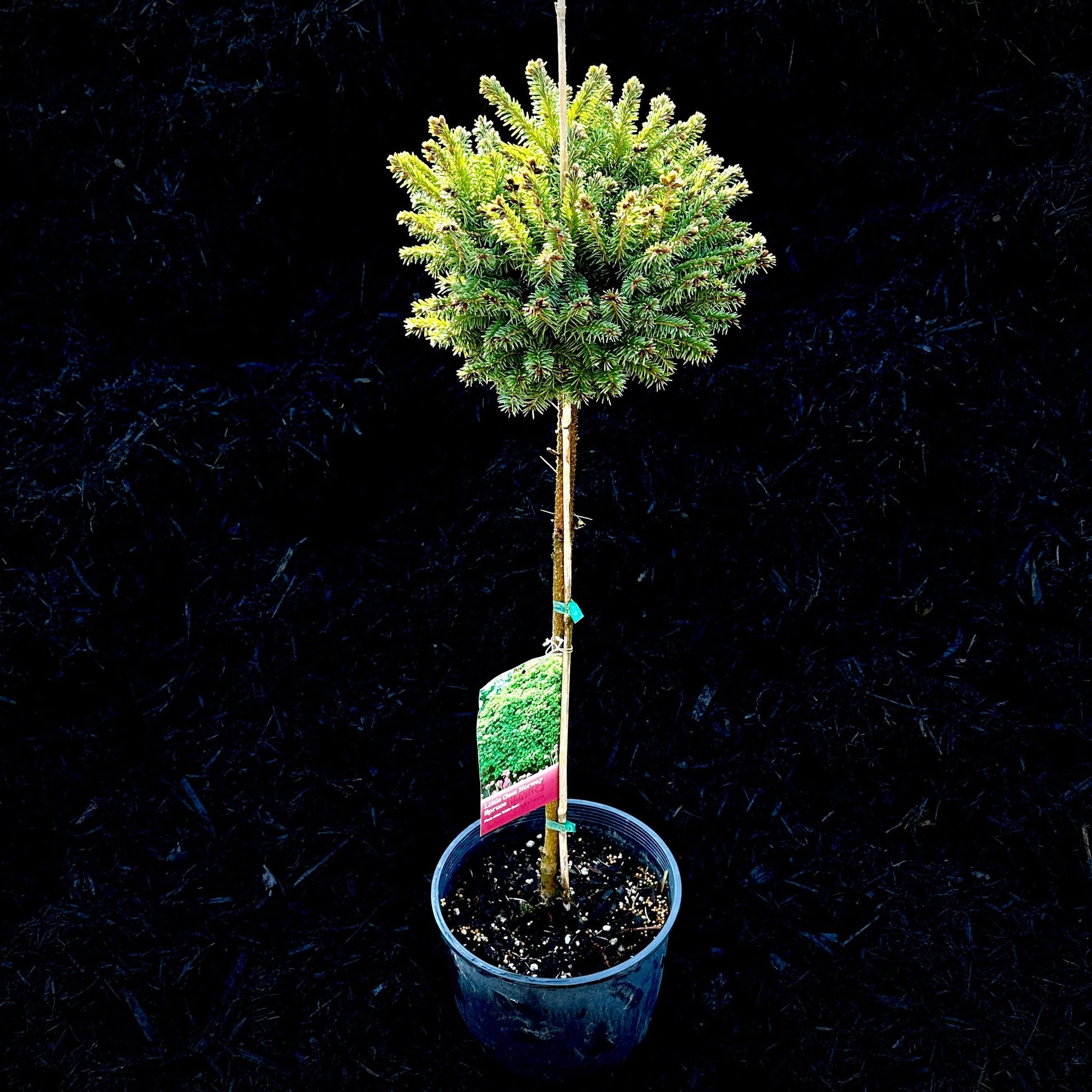 E Picea Hexenbesen Topiary Standard Topiary Sold Out - View 2 from www redcrocus com