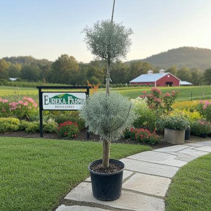 E Picea Hexenbesen Topiary Standard Topiary Sold Out - View 31 from www redcrocus com