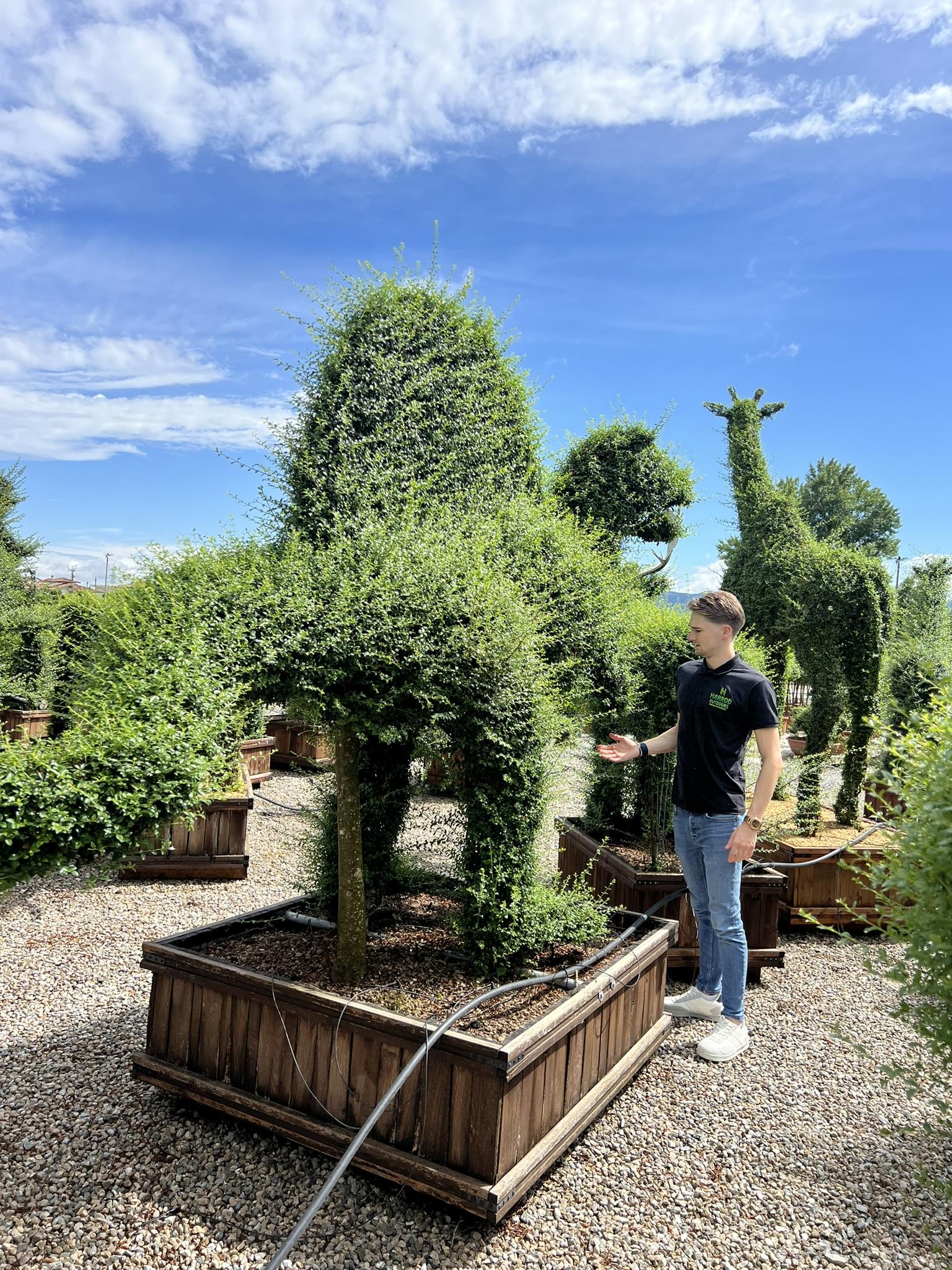 E Picea Hexenbesen Topiary Standard Topiary Sold Out - View 34 from www redcrocus com