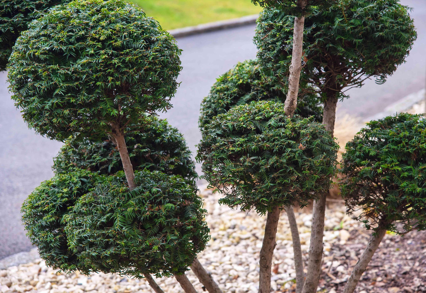 E Picea Hexenbesen Topiary Standard Topiary Sold Out - View 3 from www redcrocus com