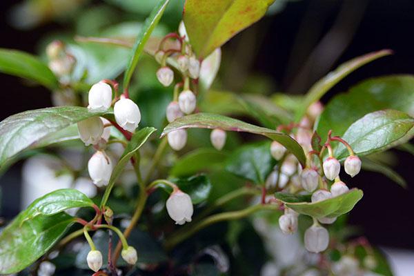 C1 Gaultheria Procumbens Ciao Bella White - View 10 from www redcrocus com