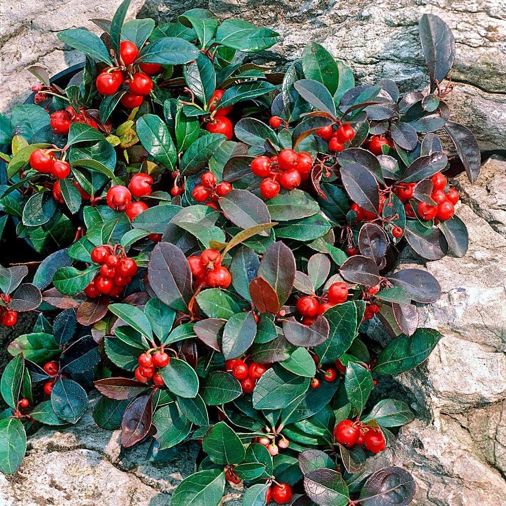 C1 Gaultheria Procumbens Ciao Bella White - View 11 from www redcrocus com