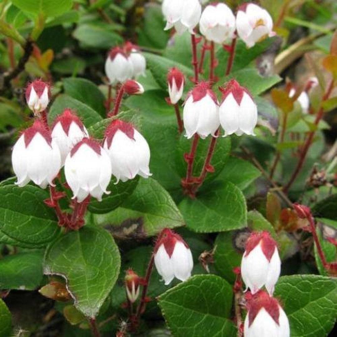C1 Gaultheria Procumbens Ciao Bella White - View 12 from www redcrocus com