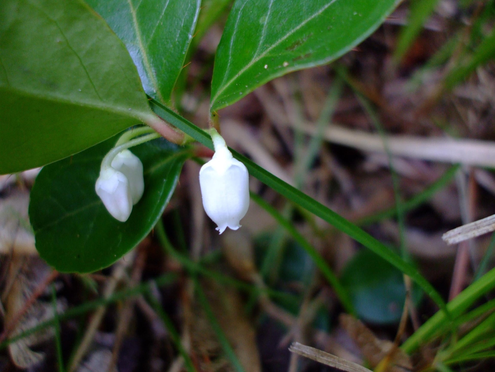 C1 Gaultheria Procumbens Ciao Bella White - View 13 from www redcrocus com