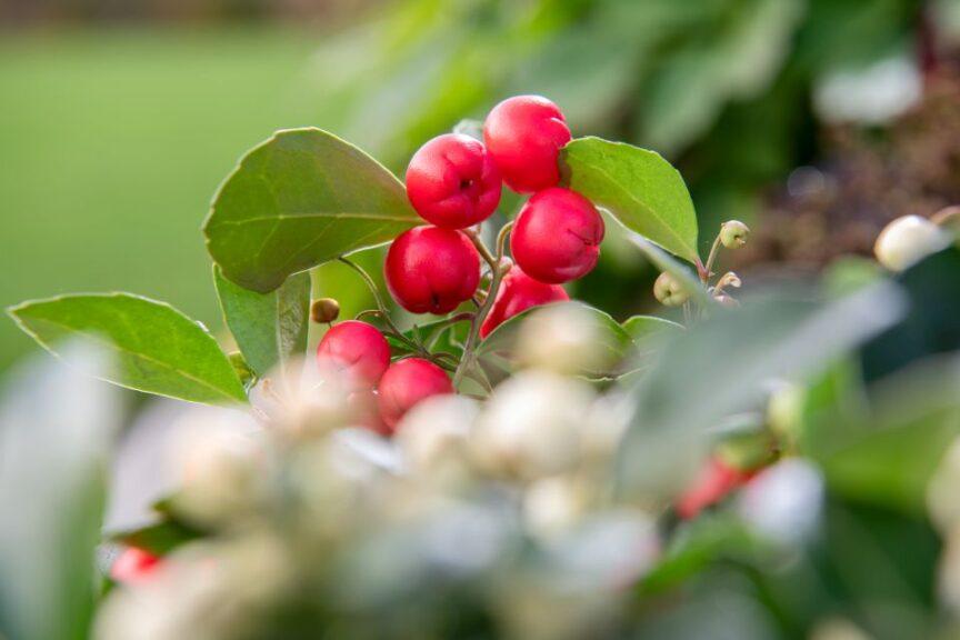 C1 Gaultheria Procumbens Ciao Bella White - View 14 from www redcrocus com