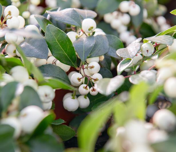 C1 Gaultheria Procumbens Ciao Bella White - View 1 from www redcrocus com