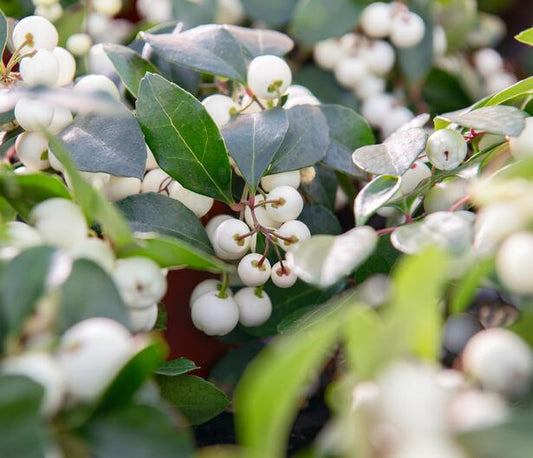 C1 Gaultheria Procumbens Ciao Bella White - View 1 from www redcrocus com