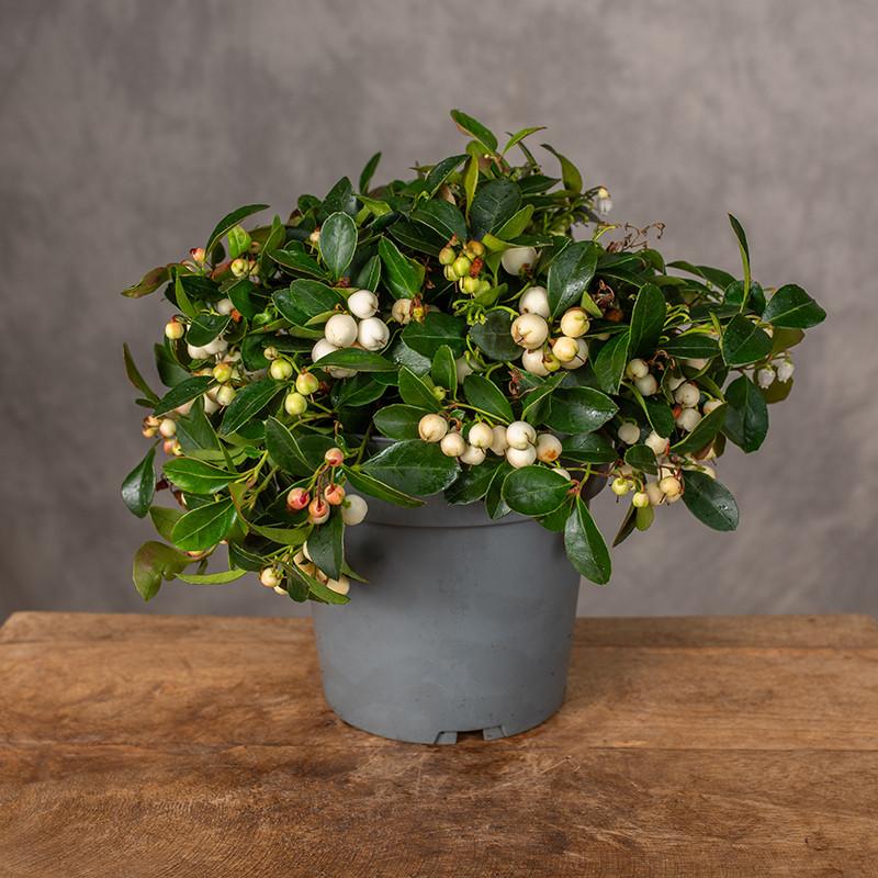 C1 Gaultheria Procumbens Ciao Bella White - View 7 from www redcrocus com