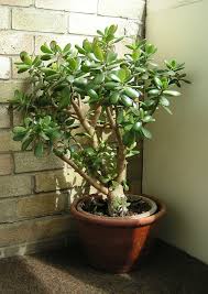 RedCrocus Jade Plant | Succulent Crassula Ovata Green | Low Maintenance, Drought-Tolerant Indoor or Outdoor Plant | Well-Draining Soil, Bright Light 7" Terracotta Pot