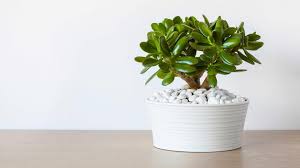 RedCrocus Jade Plant | Succulent Crassula Ovata Green | Low Maintenance, Drought-Tolerant Indoor or Outdoor Plant | Well-Draining Soil, Bright Light 7" Terracotta Pot