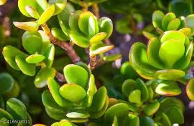 RedCrocus Jade Plant | Succulent Crassula Ovata Green | Low Maintenance, Drought-Tolerant Indoor or Outdoor Plant | Well-Draining Soil, Bright Light 7" Terracotta Pot