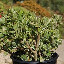 RedCrocus Jade Plant | Succulent Crassula Ovata Green | Low Maintenance, Drought-Tolerant Indoor or Outdoor Plant | Well-Draining Soil, Bright Light 7" Terracotta Pot