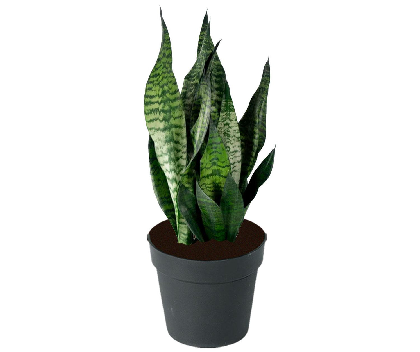 F3 Sanseveria Robusta - View 11 from www redcrocus com