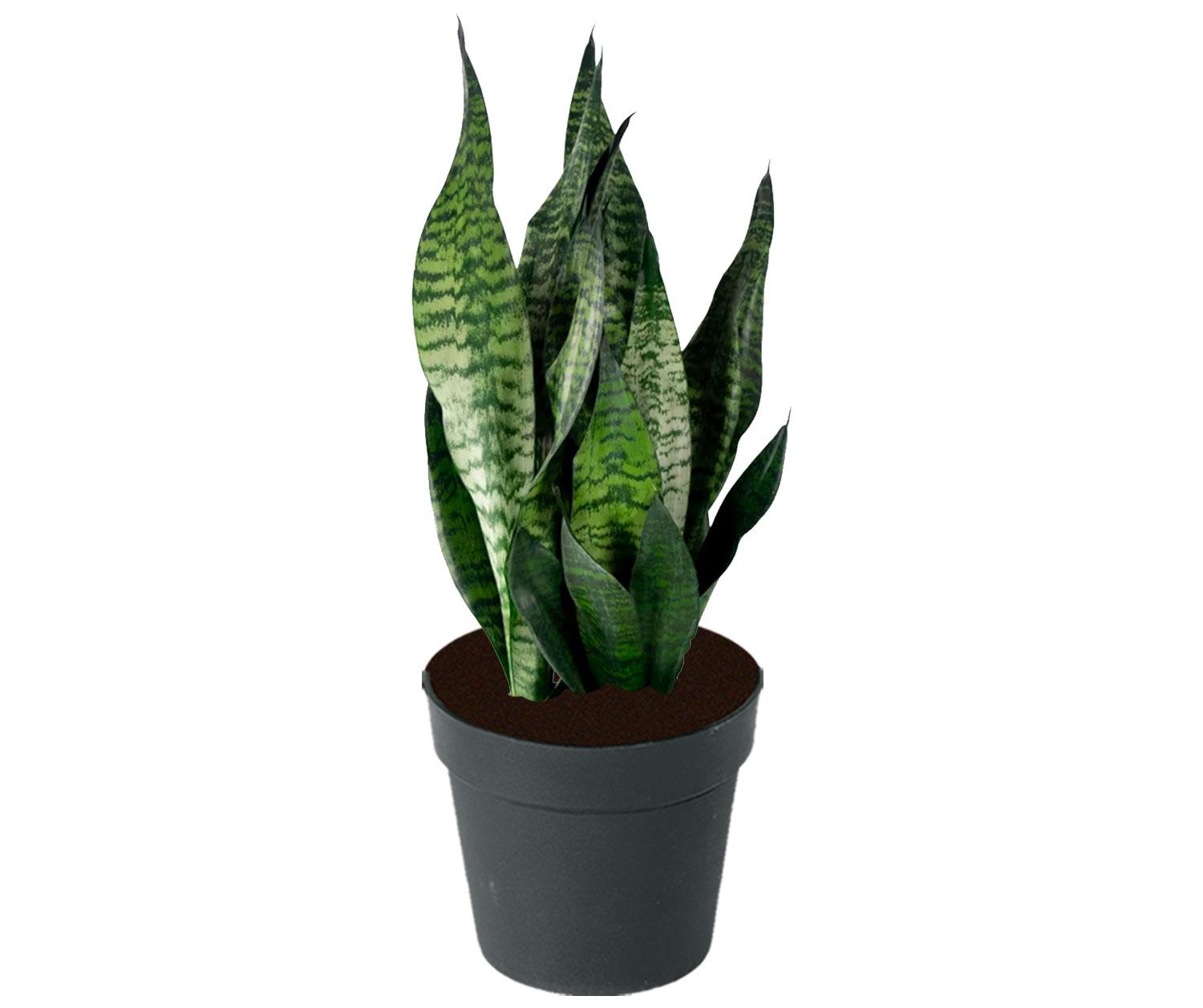 F3 Sanseveria Robusta - View 11 from www redcrocus com