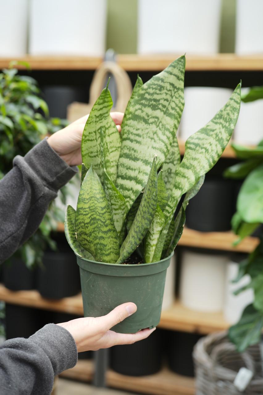 F3 Sanseveria Robusta - View 19 from www redcrocus com