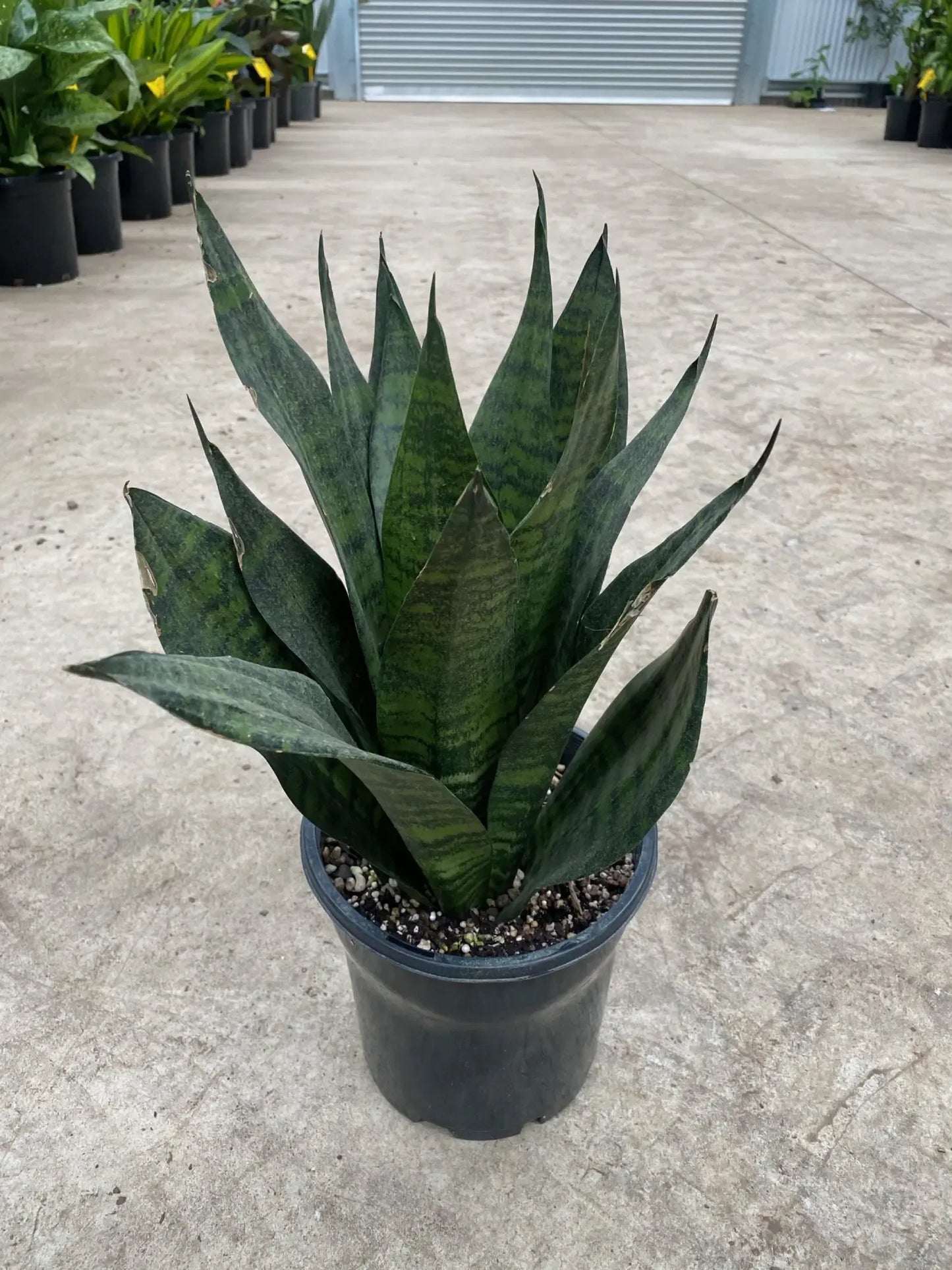 F3 Sanseveria Robusta - View 25 from www redcrocus com