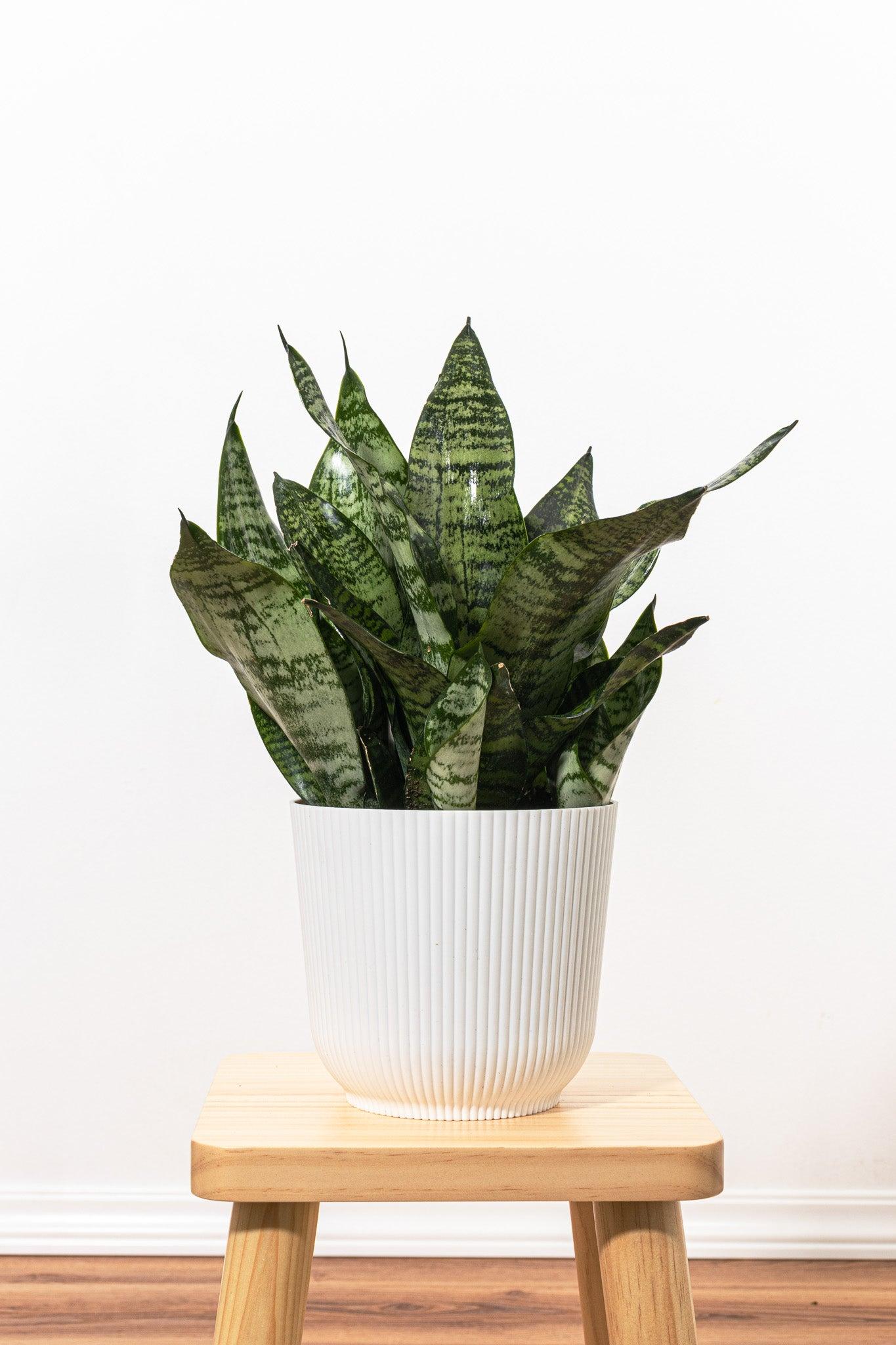 F3 Sanseveria Robusta - View 26 from www redcrocus com