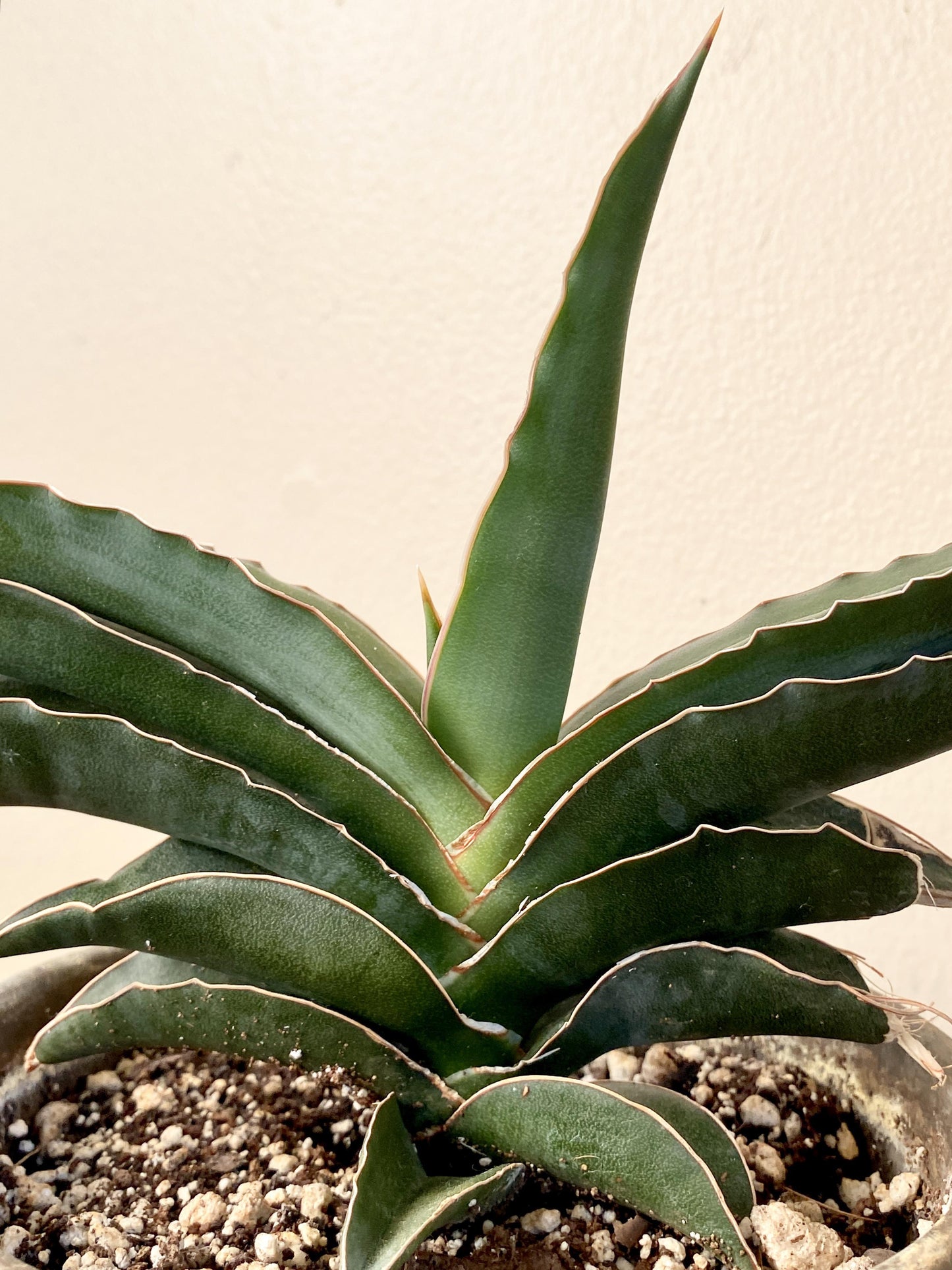 F3 Sanseveria Robusta - View 29 from www redcrocus com