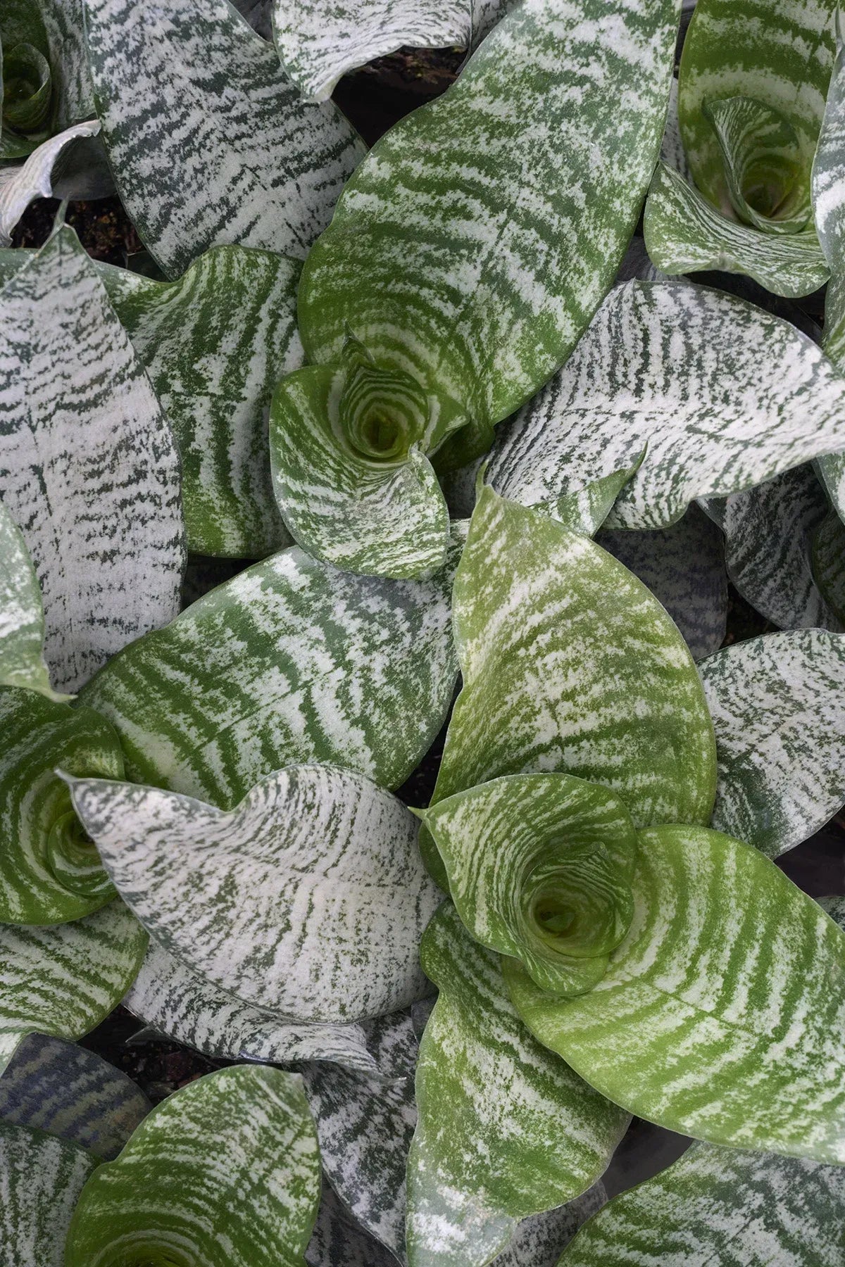 F3 Sanseveria Robusta - View 30 from www redcrocus com