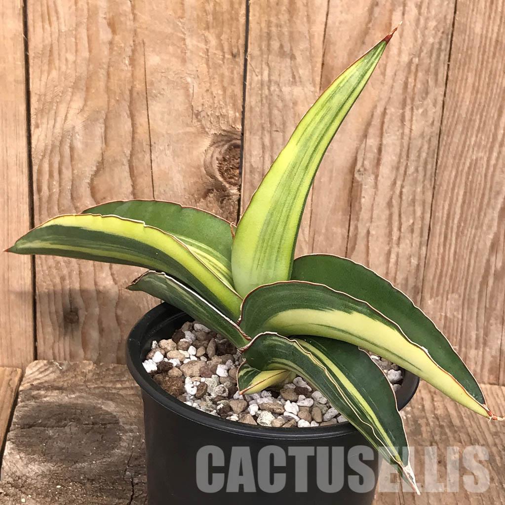 F3 Sanseveria Robusta - View 36 from www redcrocus com