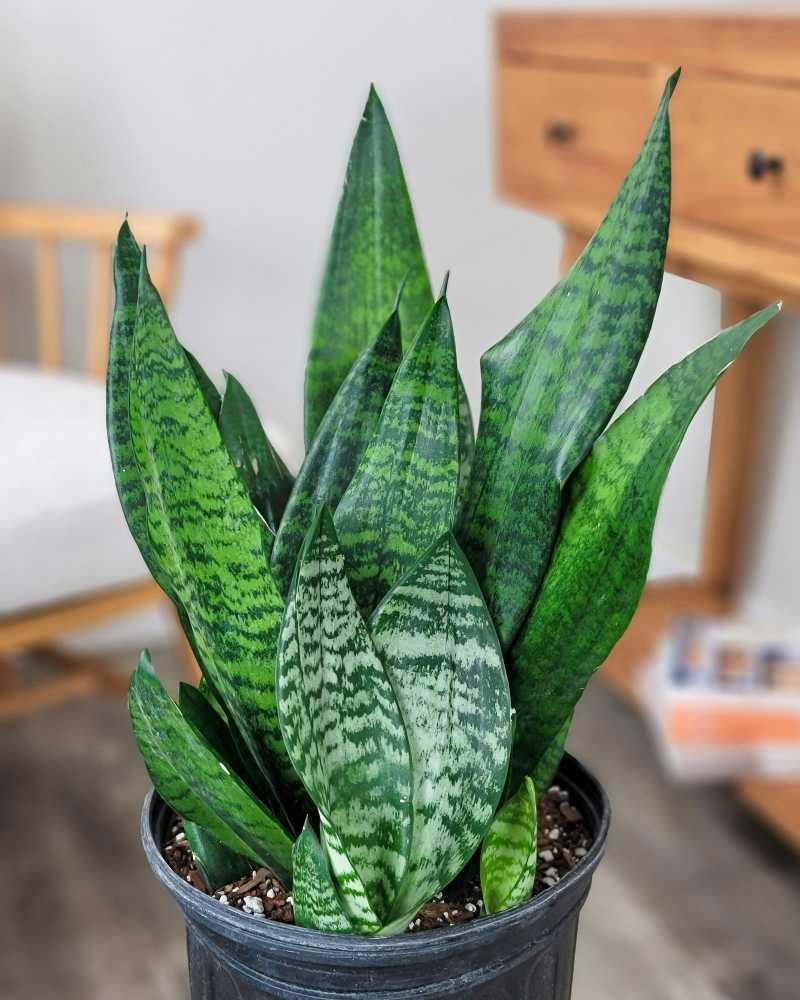 F3 Sanseveria Robusta - View 6 from www redcrocus com