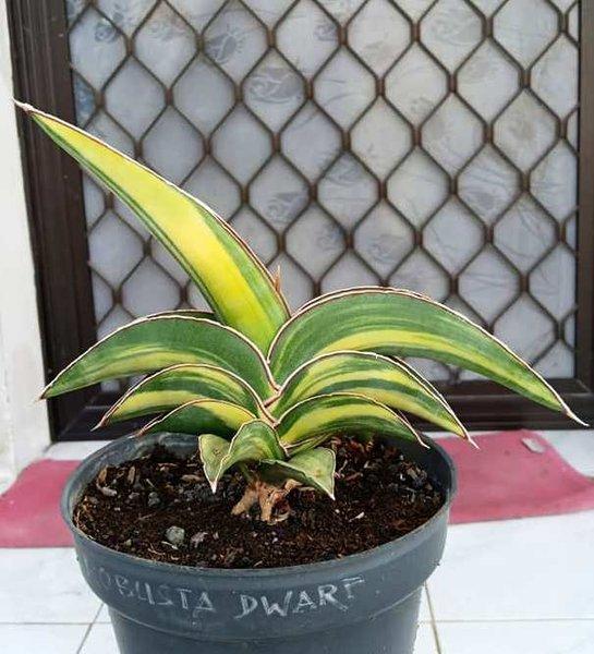 F3 Sanseveria Robusta - View 7 from www redcrocus com