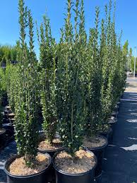 RedCrocus Sky Pencil Japanese Holly (Ilex crenata) - Narrow Columnar Evergreen for Hedges, Containers & Entryways - Live Outdoor Shrub  1 Quart Pot