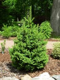 RedCrocus Dwarf Norway Spruce 'Clanbrassiliana' Live Plant – Picea abies Evergreen Conifer for Rock Gardens, Borders & Containers  3 Gallon Nursery Pot