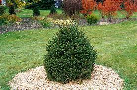 RedCrocus Dwarf Norway Spruce 'Clanbrassiliana' Live Plant – Picea abies Evergreen Conifer for Rock Gardens, Borders & Containers  3 Gallon Nursery Pot