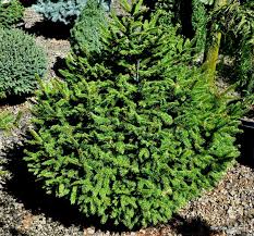RedCrocus Dwarf Norway Spruce 'Clanbrassiliana' Live Plant – Picea abies Evergreen Conifer for Rock Gardens, Borders & Containers  3 Gallon Nursery Pot