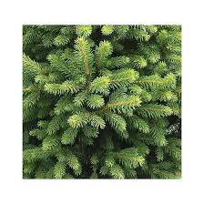 RedCrocus Dwarf Norway Spruce 'Clanbrassiliana' Live Plant – Picea abies Evergreen Conifer for Rock Gardens, Borders & Containers  3 Gallon Nursery Pot